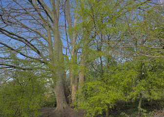 Sunny bare trees and shrubs with fresh green foliage on a blue sky in Bourgoyen nature reserve, Ghent, Flanders, Belgium