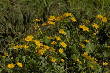 bright yellow marsh marigold flowers in the swamp - Caltha palustris
