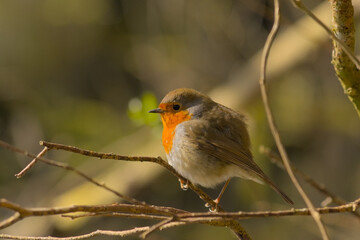 european redbreast robin sitting on a bare winter twig, selective focus with soft bokeh background - Erithacus rubecula