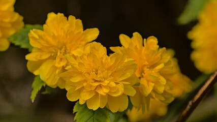 Bright yellow Zinia elegans flowers, selective focus on a dark bokeh background