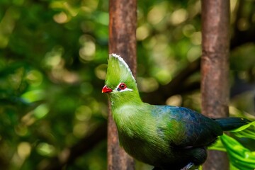 Knysna Turaco