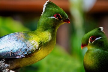 Pair of Knysna Turacos