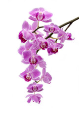 Fototapeta na wymiar violet orchid on a white background with multiple blossoms