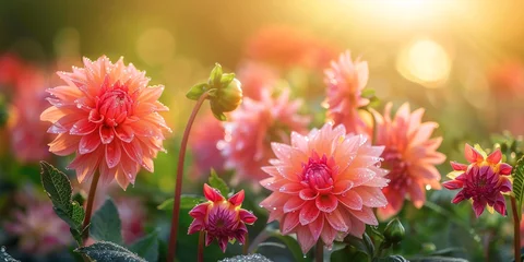 Fototapete Colorful Dahlia Mix blooms with rain drops, in rustic garden in sunset background © Alexander
