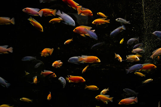 Malawi cichlid fish in closeup.