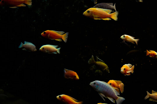 malawi cichlid fish in closeup