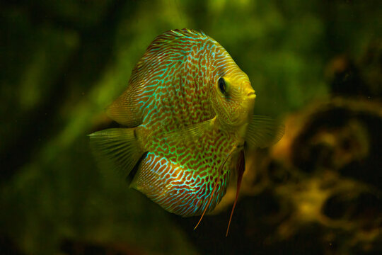 discus fish swimming in freshwater.