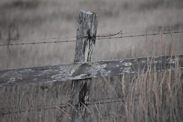 tattered old fence near the coast.