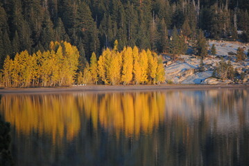 Aspens reflecting on a lake