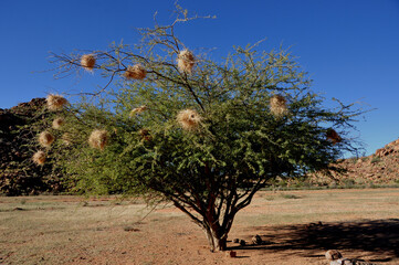 Kalahari-Wüstenstrauch, der den Vögeln eine ideale Brutstätte abgibt