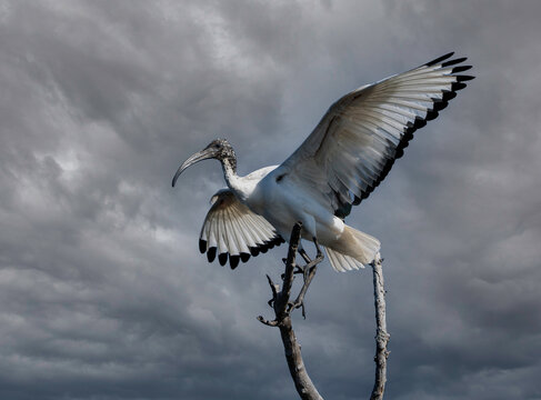 African sacred Ibis against a cloudy background.  Photographed in Pilanesberg Nature Reserve.