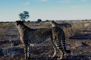 Zwei Geparde in der namibischen Kalahari. Two jeethas in the namibian Kalahari.