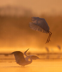 Great Egrets Fighting in Sunrise  - 761763786