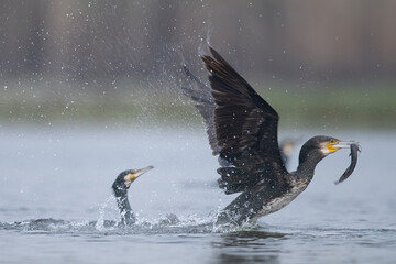 Great Cormorants fighting for Fish  - 761764178