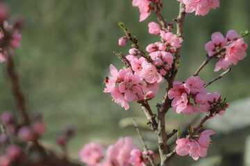 blossoming peach twigs - spring