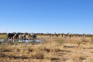 Fototapeta na wymiar Giraffen- und Elefantenherde im Etoscha Nationalpark. A herd of girafs and elephants in Etosha Nationalpark.