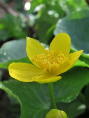 Zbliżenie kwiatu rośliny z gatunku Caltha palustris