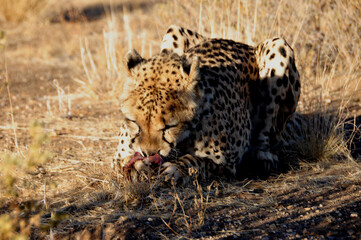 Gepard beim Essen. Jeetha eating.