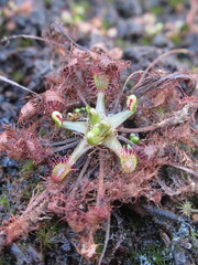 Zbliżenie na roślinę z gatunku drosera w jej wiosennej formie