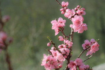 blossoming peach twigs - spring