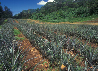 Pineapple plantation on Tahiti and Moorea Islands. Ananas-Anbau auf Tahiti und Moorea - obrazy, fototapety, plakaty
