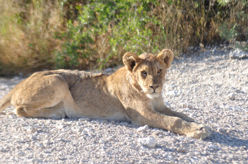 Ein Löwenbaby liegt faul herum im Etosha Nationalpark. A lion cup is lying around in Etosha Nationalpark.