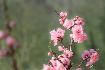 blossoming peach twigs - spring