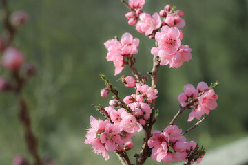 Fototapeta premium blossoming peach twigs - spring