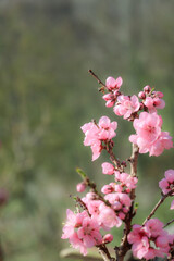 Fototapeta na wymiar blossoming peach twigs - spring