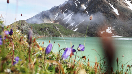 Alpine bells on the shore of the Syltrankel mountain lake in the Caucasus mountains, Elbrus...