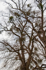 tree in winter with mistletoe