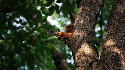 cute red rodent eating on a tree branch in south america