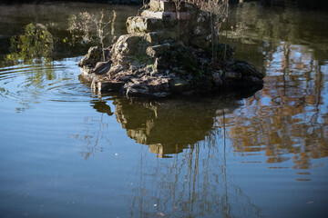 Common moorhen in a pond of Florence, Italy