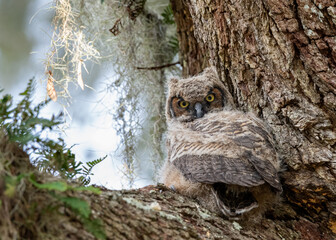 Great Horned Owlet with Captivating Eyes