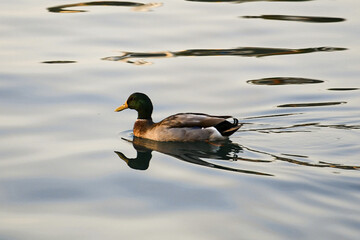 duck in the water