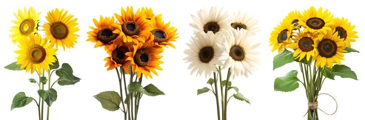 Collection set stalk bunch of sunflower sunflowers flower floral plant with leaf leaves on transparent background cutout, PNG file. Mockup template artwork graphic design