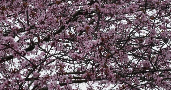 Myrobalan or Pissard&rsquo;s Plum (Prunus cerasifera 'Pissardii') A profusion of decorative clusters of whitish-pink flowers with burgundy leaves on branches swaying slightly in the wind
