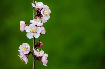 Blossoming apricot tree branch with copy space. Spring time.