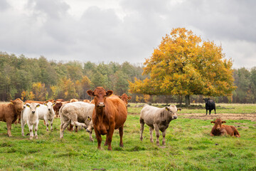 Obraz premium Cows with calves out on grass in autumn time. Autumn landscape with cattle. 