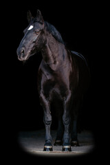 Fototapeta premium Schweres Warmblut