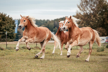 Haflinger Gruppe