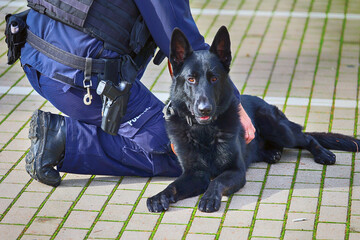 Pies policyjny, czarny owczarek niemiecki na służbie.  - obrazy, fototapety, plakaty