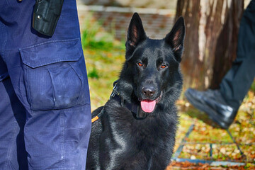 Pies policyjny, czarny owczarek niemiecki na służbie. 