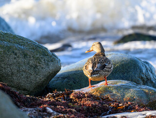 Mallard standing on rocky beach