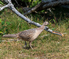 Female Pheasant in forest