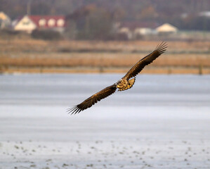 White-tailed Eagle flying over wetland