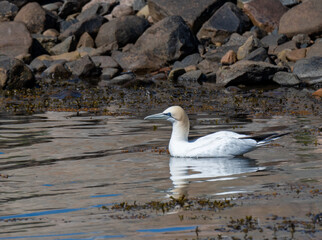 Northern Gannet swimming near rocky beach