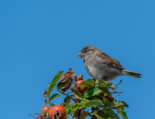 House sparrow in rosehip bush