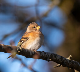 Brambling standing on a branch