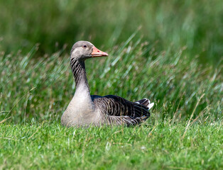 Greylag Goose lies in the grass